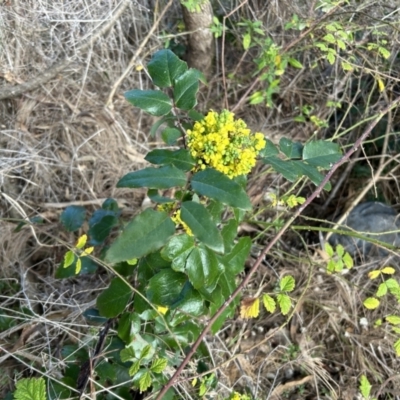 Berberis aquifolium (Oregon Grape) at Coree, ACT - 21 Aug 2023 by dwise