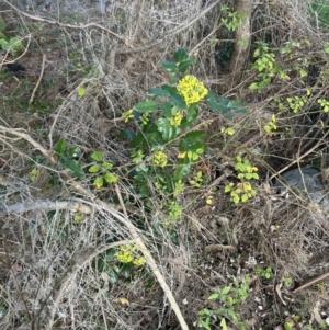 Berberis aquifolium at Coree, ACT - 21 Aug 2023 08:13 AM