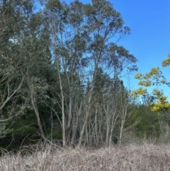 Eucalyptus stellulata at Paddys River, ACT - 20 Aug 2023 03:03 PM