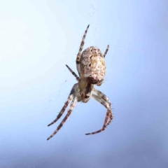 Plebs eburnus (Eastern bush orb-weaver) at Sullivans Creek, Turner - 4 Aug 2023 by ConBoekel