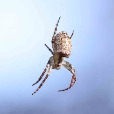 Plebs eburnus (Eastern bush orb-weaver) at Sullivans Creek, Turner - 4 Aug 2023 by ConBoekel