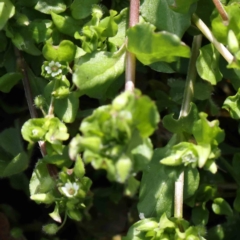 Stellaria media (Common Chickweed) at Turner, ACT - 10 Aug 2023 by ConBoekel