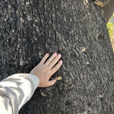 Brachychiton populneus subsp. populneus (Kurrajong) at Bullen Range - 20 Aug 2023 by dwise