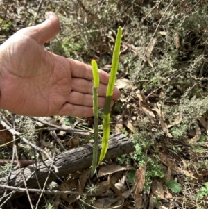 Bossiaea grayi at Paddys River, ACT - suppressed