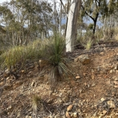 Xanthorrhoea glauca subsp. angustifolia at Paddys River, ACT - suppressed