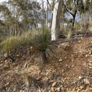 Xanthorrhoea glauca subsp. angustifolia at Paddys River, ACT - suppressed