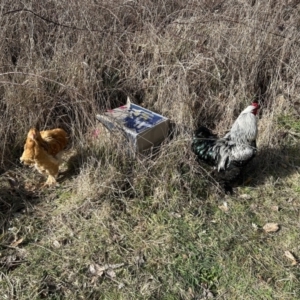 Gallus gallus at Paddys River, ACT - 18 Aug 2023 03:02 PM