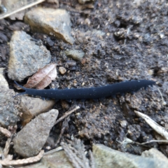 Euperipatoides rowelli at Braidwood, NSW - 26 Aug 2023