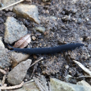 Euperipatoides rowelli at Braidwood, NSW - 26 Aug 2023