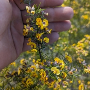 Dillwynia sieberi at Tuggeranong, ACT - 27 Aug 2023