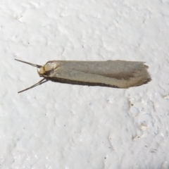 Philobota (genus) (Unidentified Philobota genus moths) at Gibraltar Pines - 25 Aug 2023 by Christine
