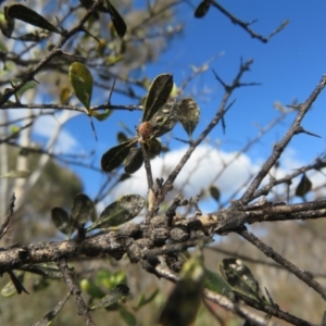 Salsa fuliginata at Rendezvous Creek, ACT - 26 Aug 2023