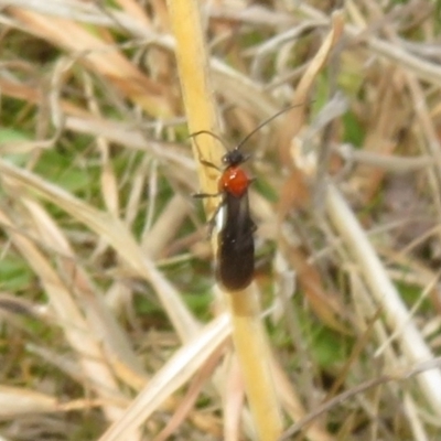 Braconidae (family) (Unidentified braconid wasp) at Namadgi National Park - 26 Aug 2023 by Christine