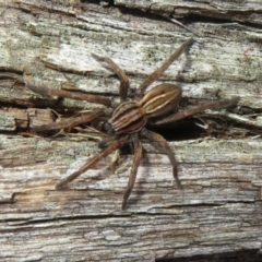 Miturga sp. (genus) (Unidentified False wolf spider) at Namadgi National Park - 26 Aug 2023 by Christine