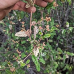 Pomaderris betulina subsp. betulina (Birch Pomaderris) at Bullen Range - 27 Aug 2023 by JP95