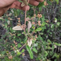 Pomaderris betulina subsp. betulina (Birch Pomaderris) at Tuggeranong, ACT - 27 Aug 2023 by JP95