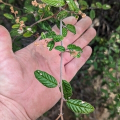 Pomaderris betulina subsp. betulina at Tuggeranong, ACT - 27 Aug 2023 11:00 AM