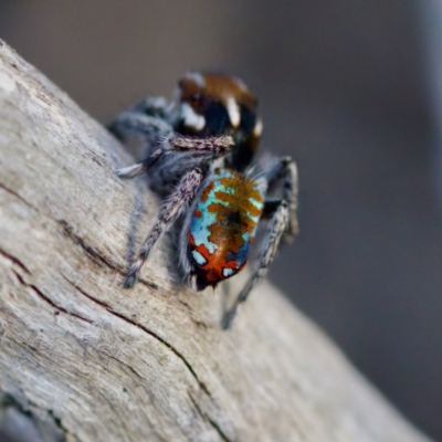 Maratus calcitrans (Kicking peacock spider) at Tuggeranong, ACT - 26 Aug 2023 by KorinneM