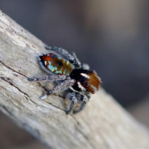 Maratus calcitrans at Tuggeranong, ACT - 26 Aug 2023