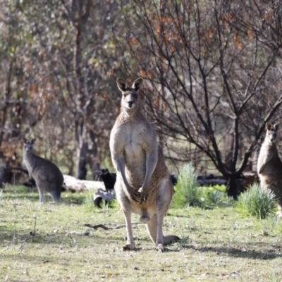 Macropus giganteus (Eastern Grey Kangaroo) at Belconnen, ACT - 26 Aug 2023 by JimL