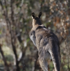 Macropus giganteus at Belconnen, ACT - 27 Aug 2023