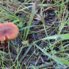 Unidentified Cap on a stem; gills below cap [mushrooms or mushroom-like] at West Wodonga, VIC - 20 Aug 2023 by KylieWaldon
