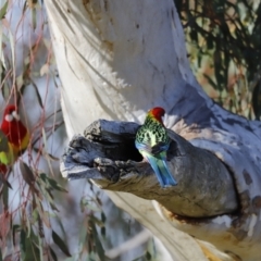 Platycercus eximius (Eastern Rosella) at Molonglo River Reserve - 26 Aug 2023 by JimL