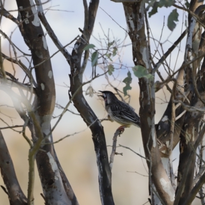 Anthochaera carunculata (Red Wattlebird) at Kama - 26 Aug 2023 by JimL