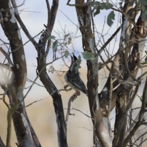 Anthochaera carunculata at Whitlam, ACT - 27 Aug 2023