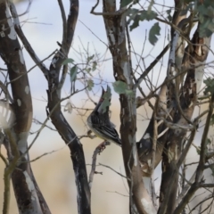 Anthochaera carunculata at Whitlam, ACT - 27 Aug 2023