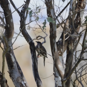 Anthochaera carunculata at Whitlam, ACT - 27 Aug 2023