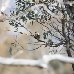 Anthochaera carunculata at Whitlam, ACT - 27 Aug 2023