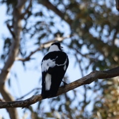 Gymnorhina tibicen (Australian Magpie) at Belconnen, ACT - 26 Aug 2023 by JimL