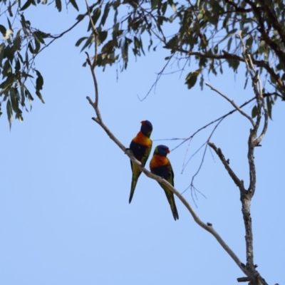 Trichoglossus moluccanus (Rainbow Lorikeet) at Whitlam, ACT - 26 Aug 2023 by JimL