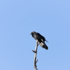 Corvus coronoides (Australian Raven) at Whitlam, ACT - 27 Aug 2023 by JimL