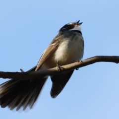 Rhipidura albiscapa (Grey Fantail) at Kama - 26 Aug 2023 by JimL