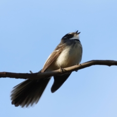 Rhipidura albiscapa at Whitlam, ACT - 27 Aug 2023