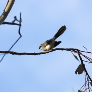 Rhipidura albiscapa at Whitlam, ACT - 27 Aug 2023