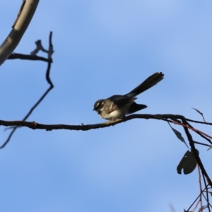 Rhipidura albiscapa at Whitlam, ACT - 27 Aug 2023