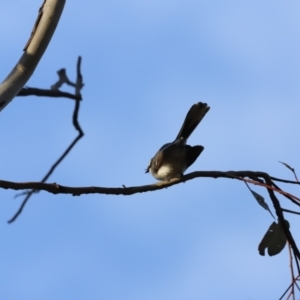 Rhipidura albiscapa at Whitlam, ACT - 27 Aug 2023