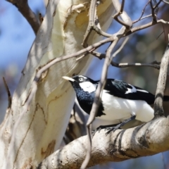 Grallina cyanoleuca (Magpie-lark) at Molonglo River Reserve - 26 Aug 2023 by JimL