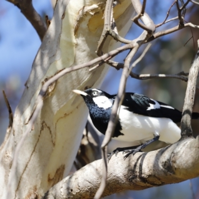 Grallina cyanoleuca (Magpie-lark) at Whitlam, ACT - 27 Aug 2023 by JimL