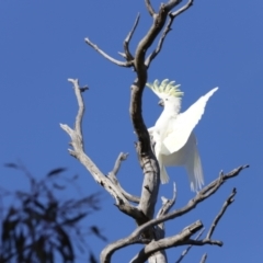 Cacatua galerita (Sulphur-crested Cockatoo) at Whitlam, ACT - 26 Aug 2023 by JimL