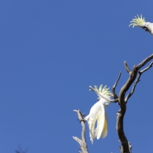 Cacatua galerita at Whitlam, ACT - 27 Aug 2023