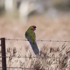 Platycercus eximius (Eastern Rosella) at Belconnen, ACT - 27 Aug 2023 by JimL
