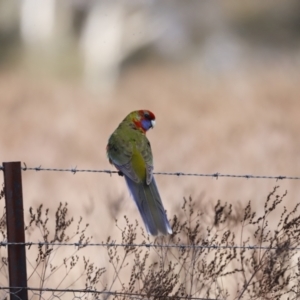 Platycercus eximius at Belconnen, ACT - 27 Aug 2023