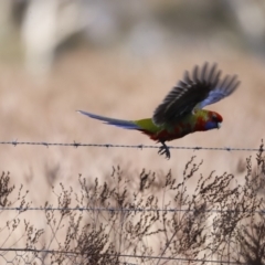 Platycercus eximius at Belconnen, ACT - 27 Aug 2023