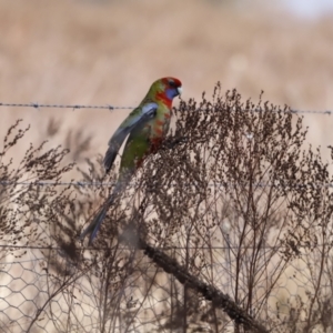 Platycercus eximius at Belconnen, ACT - 27 Aug 2023