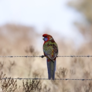 Platycercus eximius at Belconnen, ACT - 27 Aug 2023