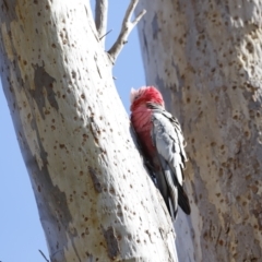 Eolophus roseicapilla (Galah) at Kama - 26 Aug 2023 by JimL